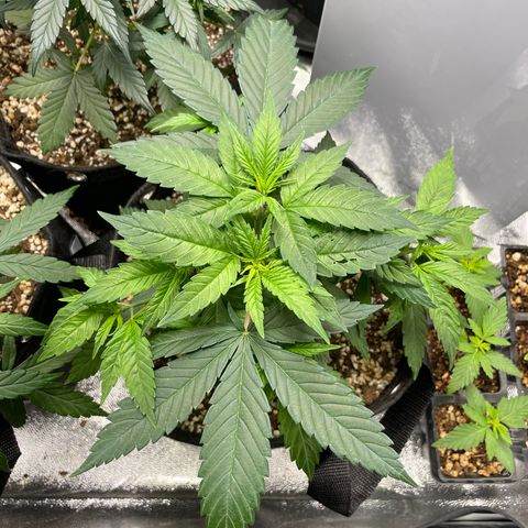 AK 47 growlog timeline photo