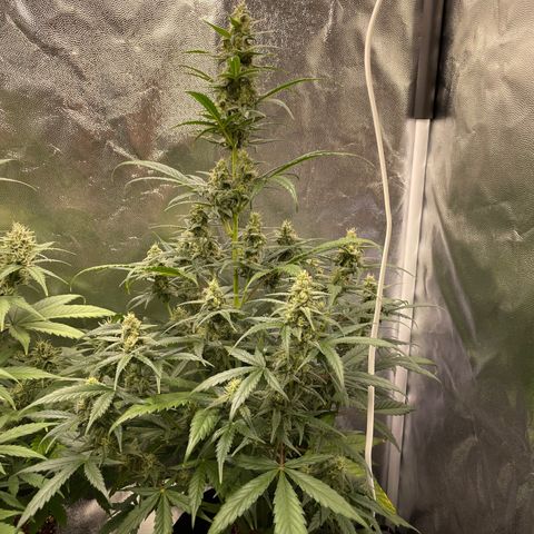 Super Skunk Speed Race growlog timeline photo