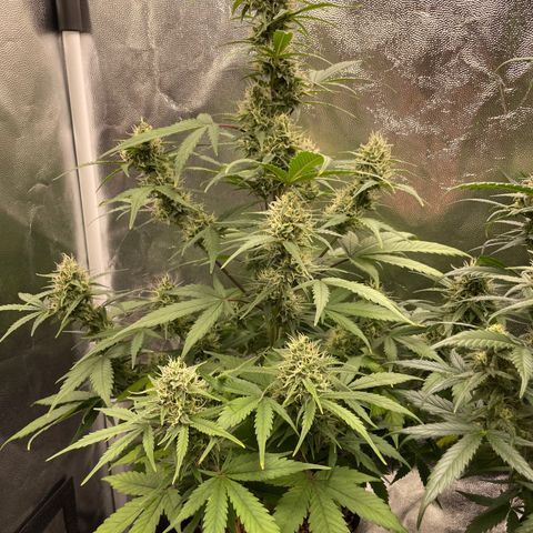 Super Skunk Speed Race growlog timeline photo