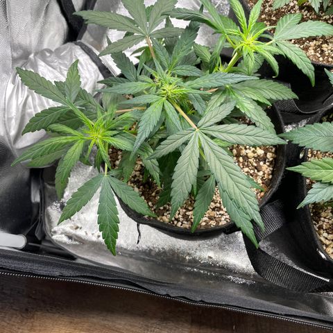 AK 47 growlog timeline photo