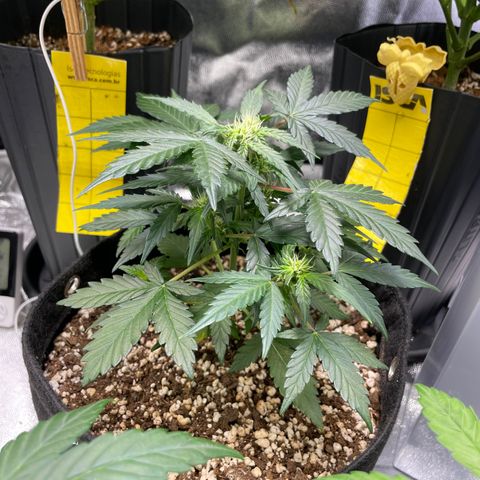 AK 47 growlog timeline photo