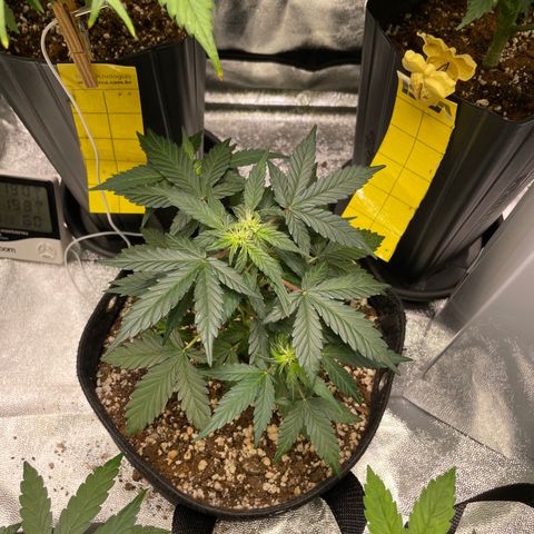 AK 47 growlog timeline photo