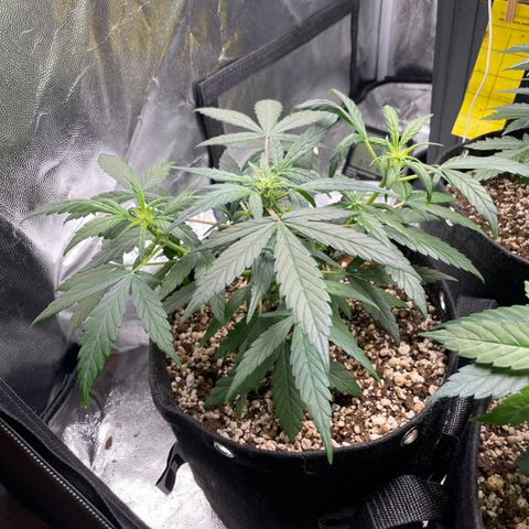 AK 47 growlog timeline photo