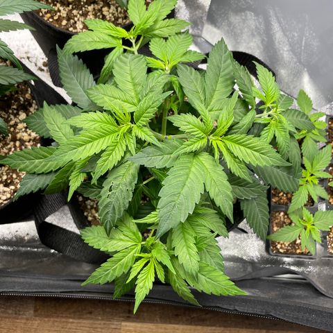AK 47 growlog timeline photo