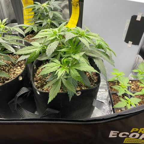 AK 47 growlog timeline photo