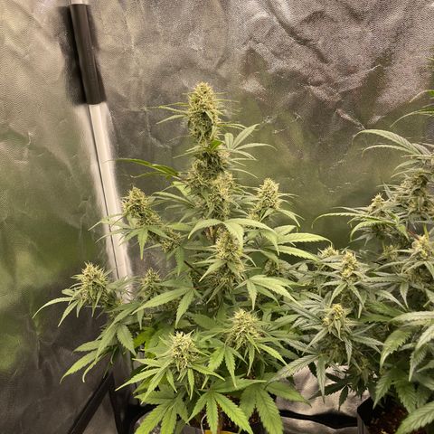 Super Skunk Speed Race growlog timeline photo