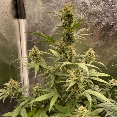 Super Skunk Speed Race growlog timeline photo