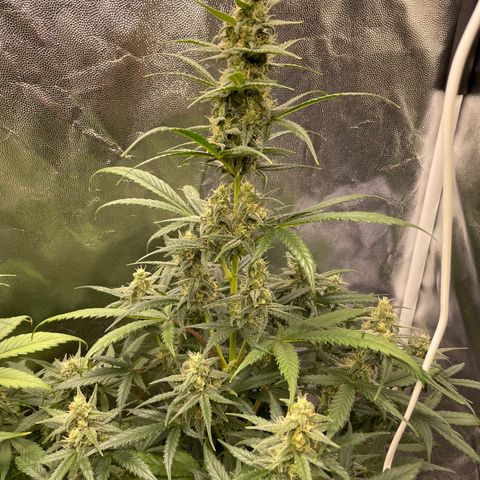 Super Skunk Speed Race growlog timeline photo