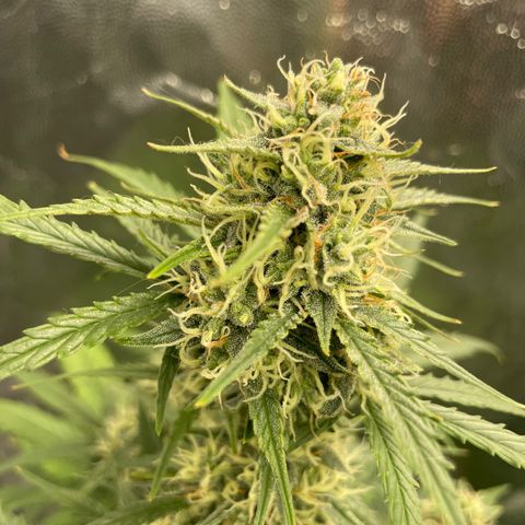 Super Skunk Speed Race growlog timeline photo