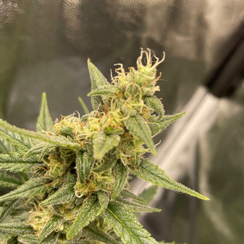 Super Skunk Speed Race growlog timeline photo