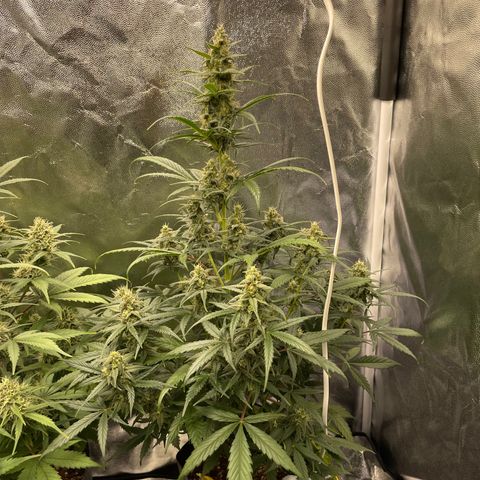 Super Skunk Speed Race growlog timeline photo