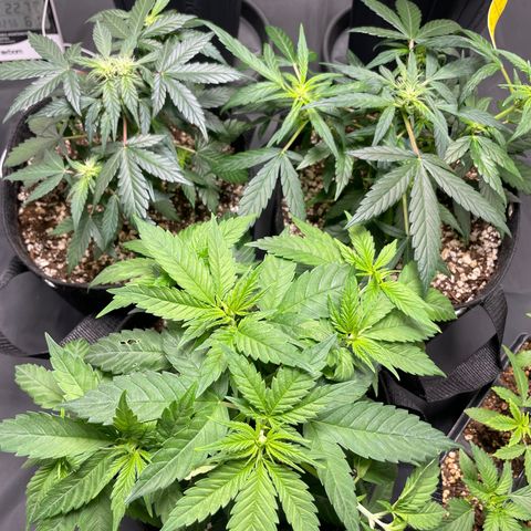 AK 47 growlog timeline photo