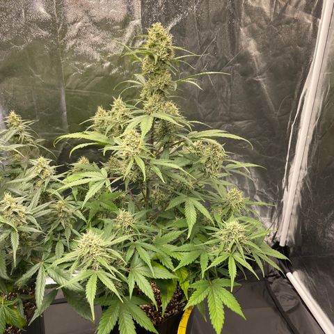 Super Skunk Speed Race growlog timeline photo