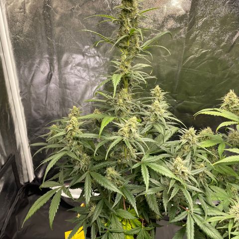 Super Skunk Speed Race growlog timeline photo