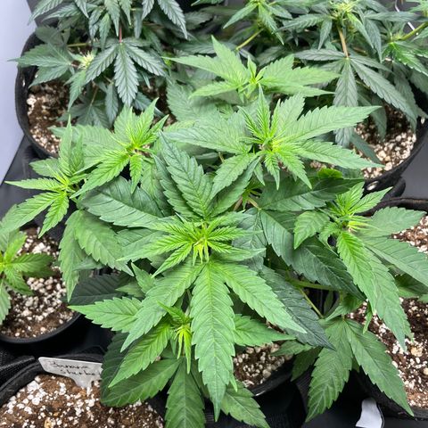 AK 47 growlog timeline photo