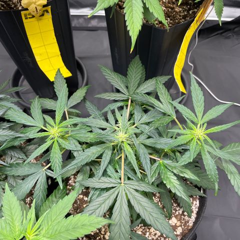 AK 47 growlog timeline photo