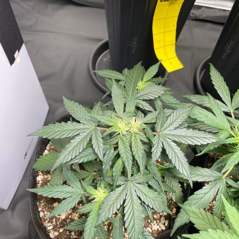 AK 47 growlog timeline photo