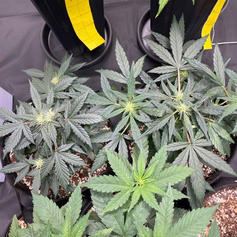 AK 47 growlog timeline photo