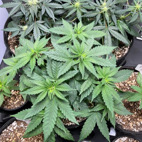 AK 47 growlog timeline photo