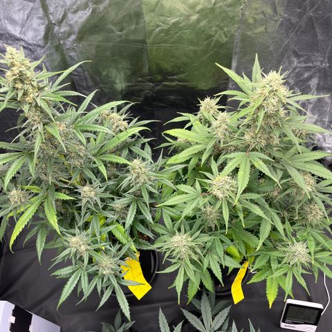 Super Skunk Speed Race growlog timeline photo
