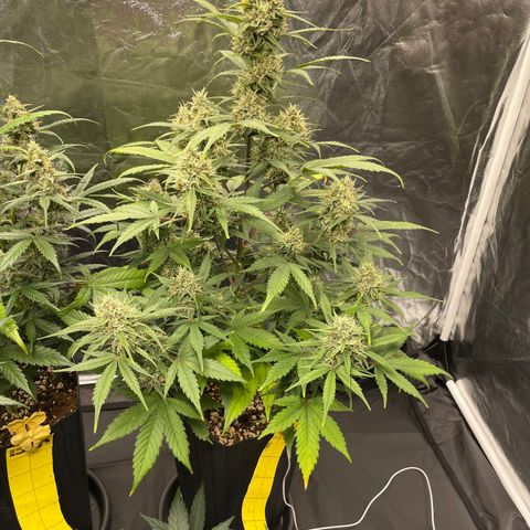Super Skunk Speed Race growlog timeline photo