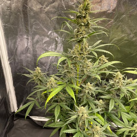 Super Skunk Speed Race growlog timeline photo