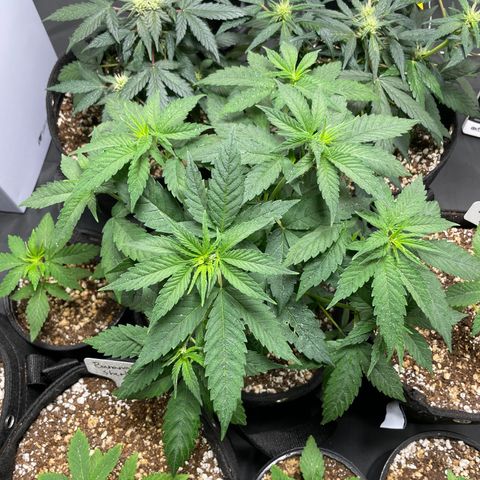AK 47 growlog timeline photo