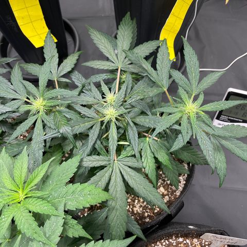 AK 47 growlog timeline photo