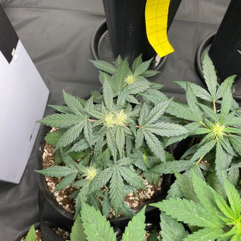 AK 47 growlog timeline photo