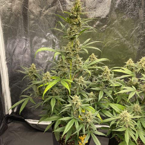 Super Skunk Speed Race growlog timeline photo