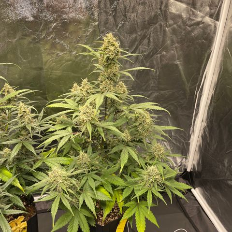 Super Skunk Speed Race growlog timeline photo