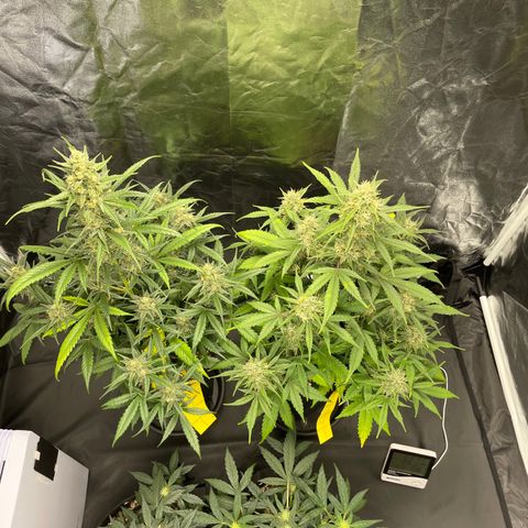 Super Skunk Speed Race growlog timeline photo