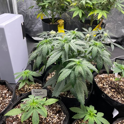 AK 47 growlog timeline photo
