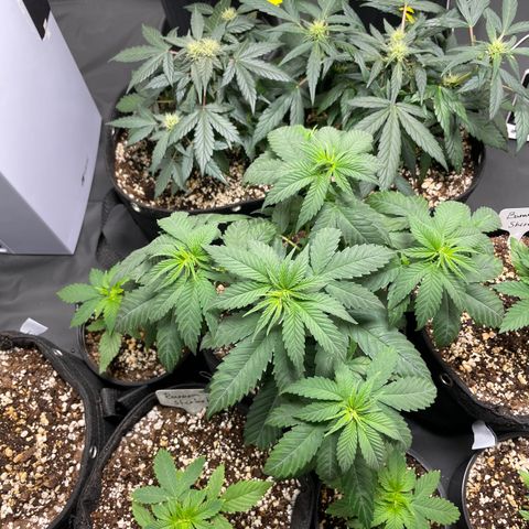 AK 47 growlog timeline photo