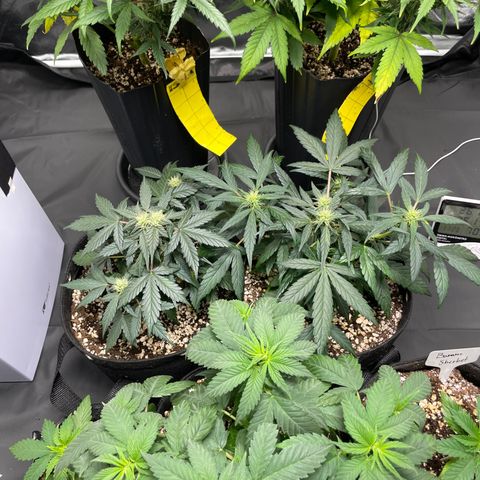 AK 47 growlog timeline photo