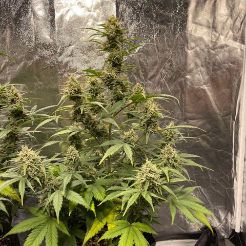 Super Skunk Speed Race growlog timeline photo