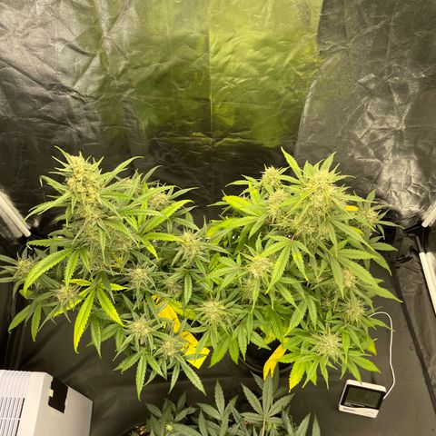 Super Skunk Speed Race growlog timeline photo