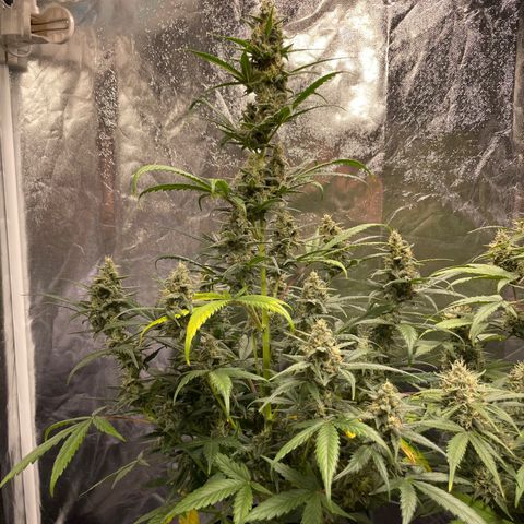 Super Skunk Speed Race growlog timeline photo