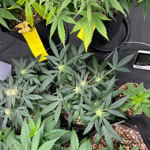 AK 47 growlog timeline photo