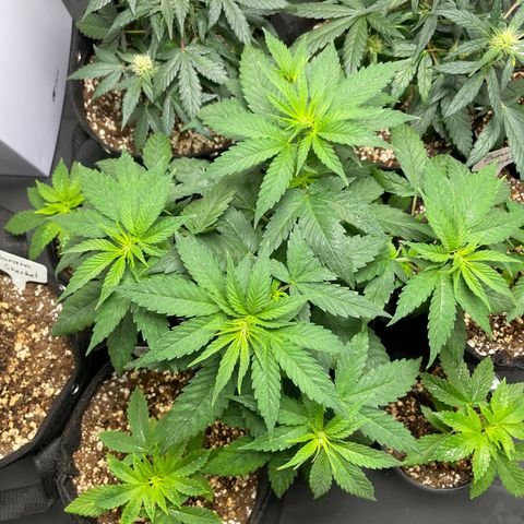 AK 47 growlog timeline photo