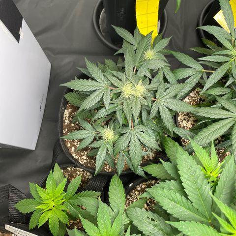 AK 47 growlog timeline photo