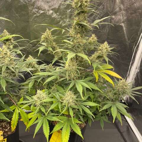 Super Skunk Speed Race growlog timeline photo