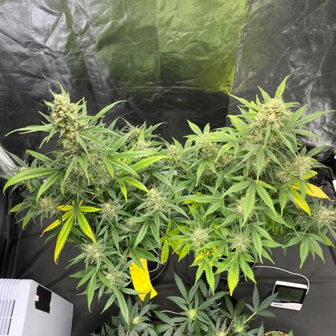 Super Skunk Speed Race growlog timeline photo