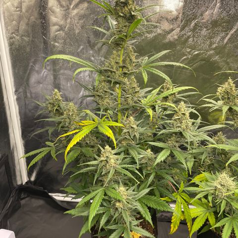 Super Skunk Speed Race growlog timeline photo