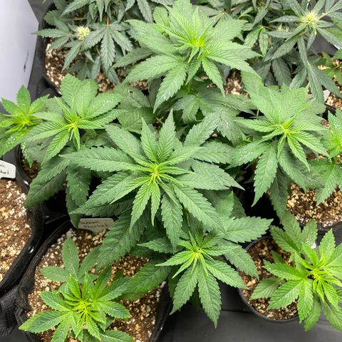 AK 47 growlog timeline photo