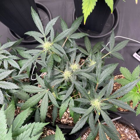 AK 47 growlog timeline photo