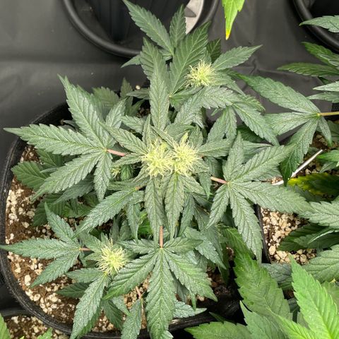 AK 47 growlog timeline photo