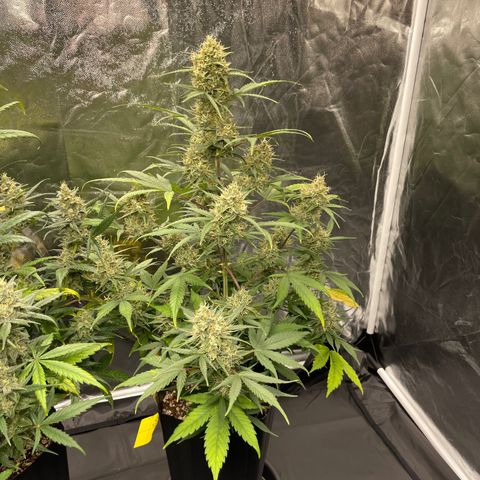 Super Skunk Speed Race growlog timeline photo