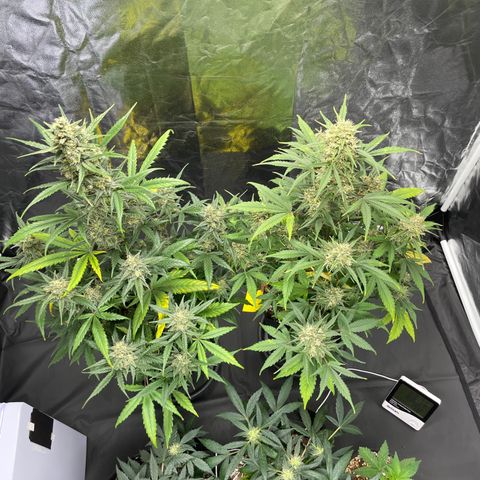 Super Skunk Speed Race growlog timeline photo