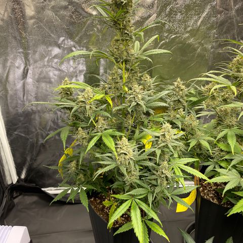 Super Skunk Speed Race growlog timeline photo